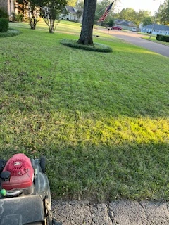 Professional garden landscaping project